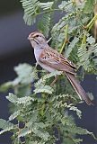 Rufous-winged Sparrow